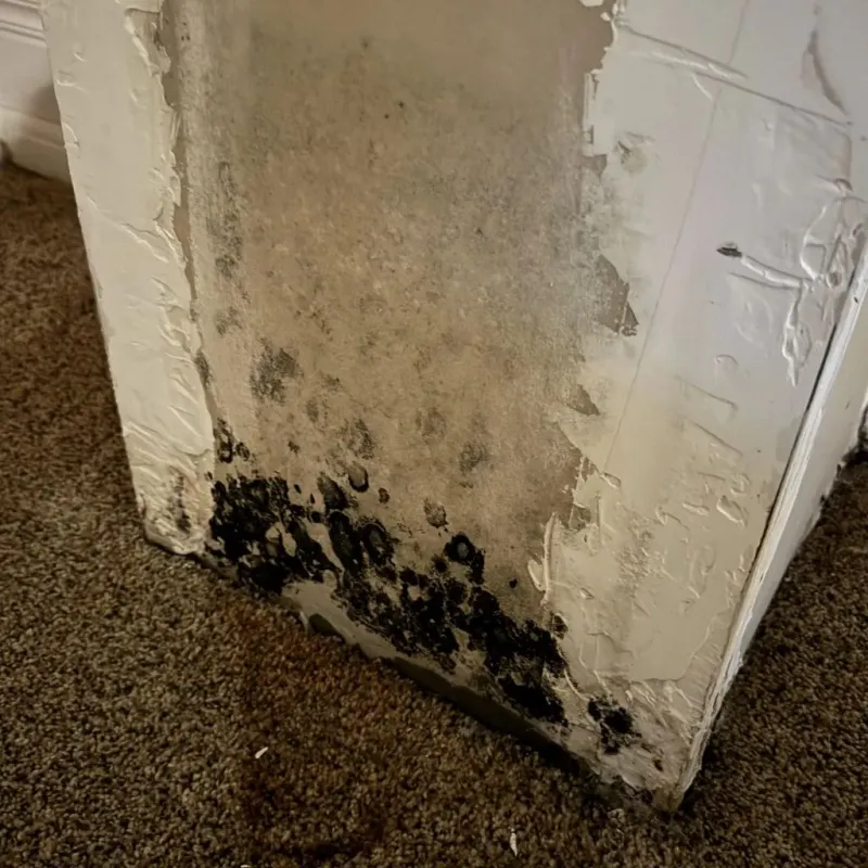 Professional Mold Removal in Hillsborough, CA